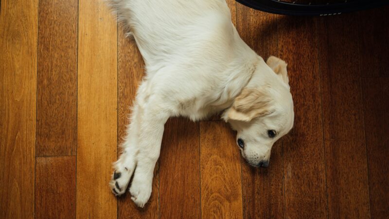 why do dogs circle before lying down