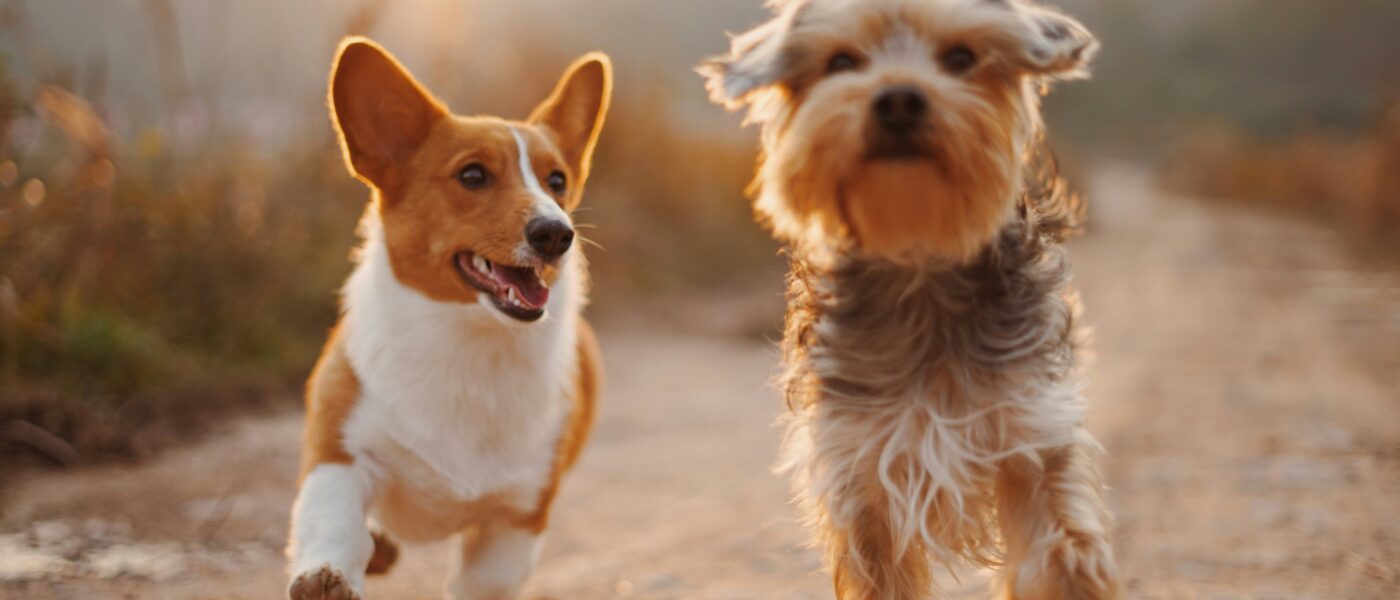 Midnight Madness: Why Do Dogs Get the Zoomies All of a Sudden?