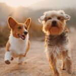 why do dogs get the zoomies