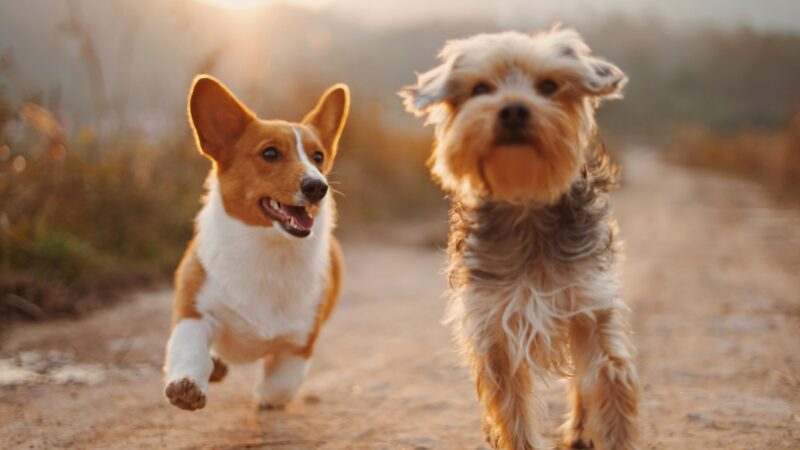why do dogs get the zoomies