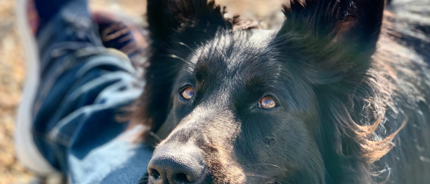Canine Closeness: Why Do Dogs Lean on You and What It Means