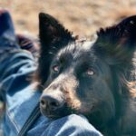 why do dogs lean on you