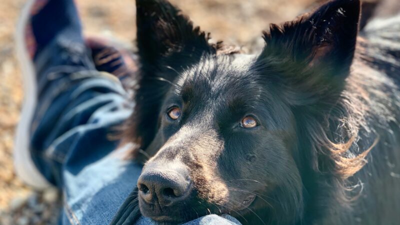why do dogs lean on you