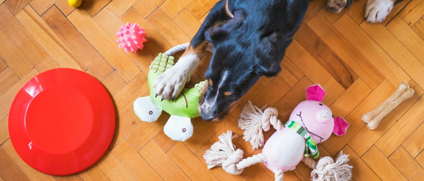 Wild Instincts: Why Do Dogs Shake Toys Side to Side?