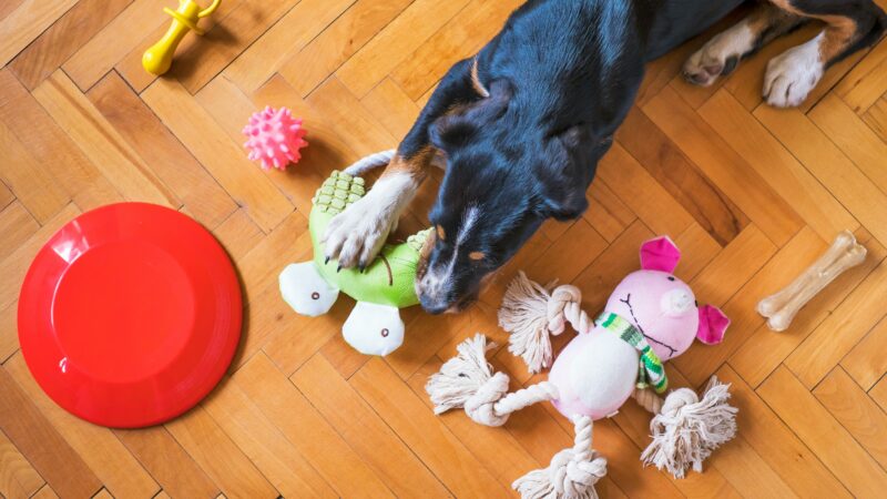 why do dogs shake toys