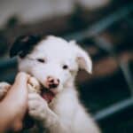 why does your puppy bite everything?