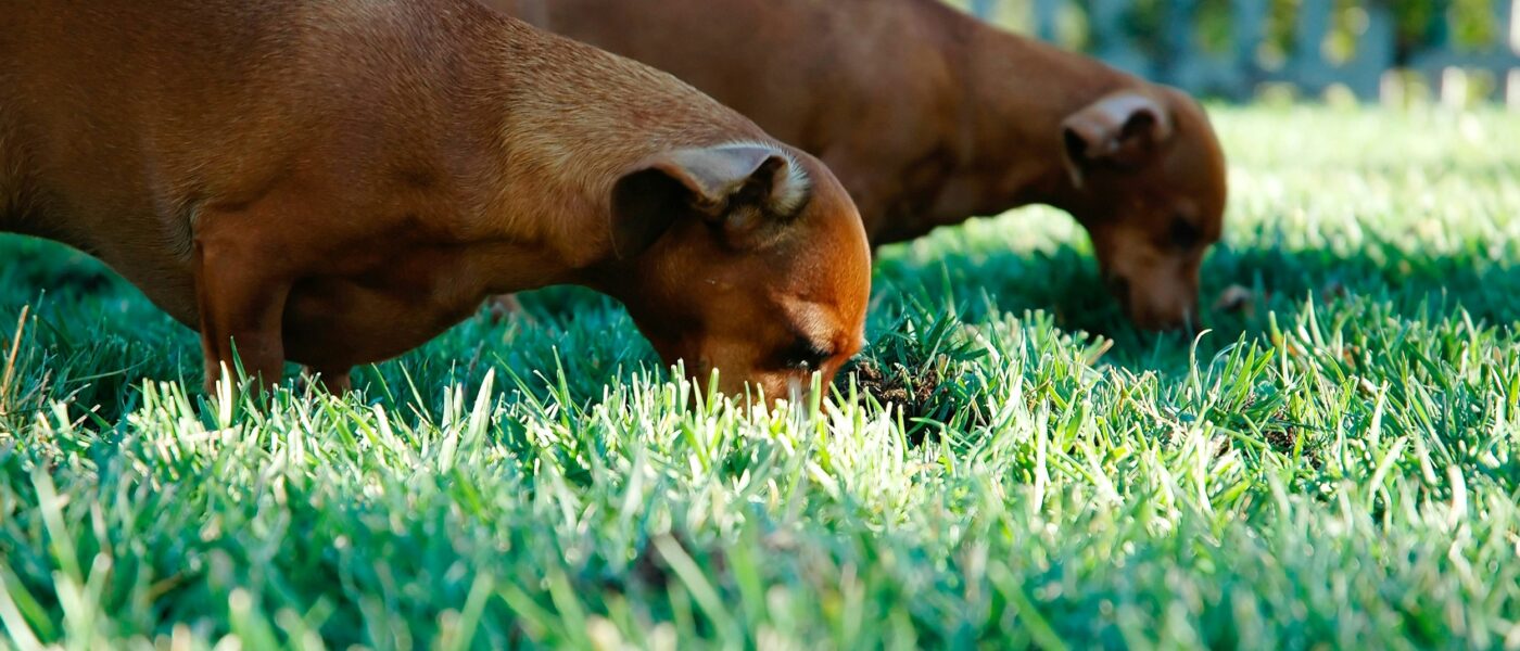 Beyond Pica: The Surprising Science Behind Why Dogs Eat Grass