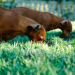 why dogs eat grass