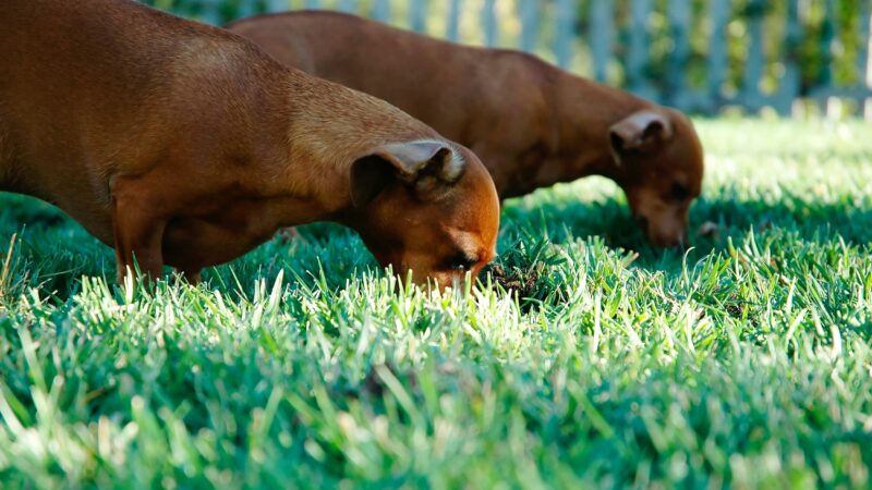 why dogs eat grass