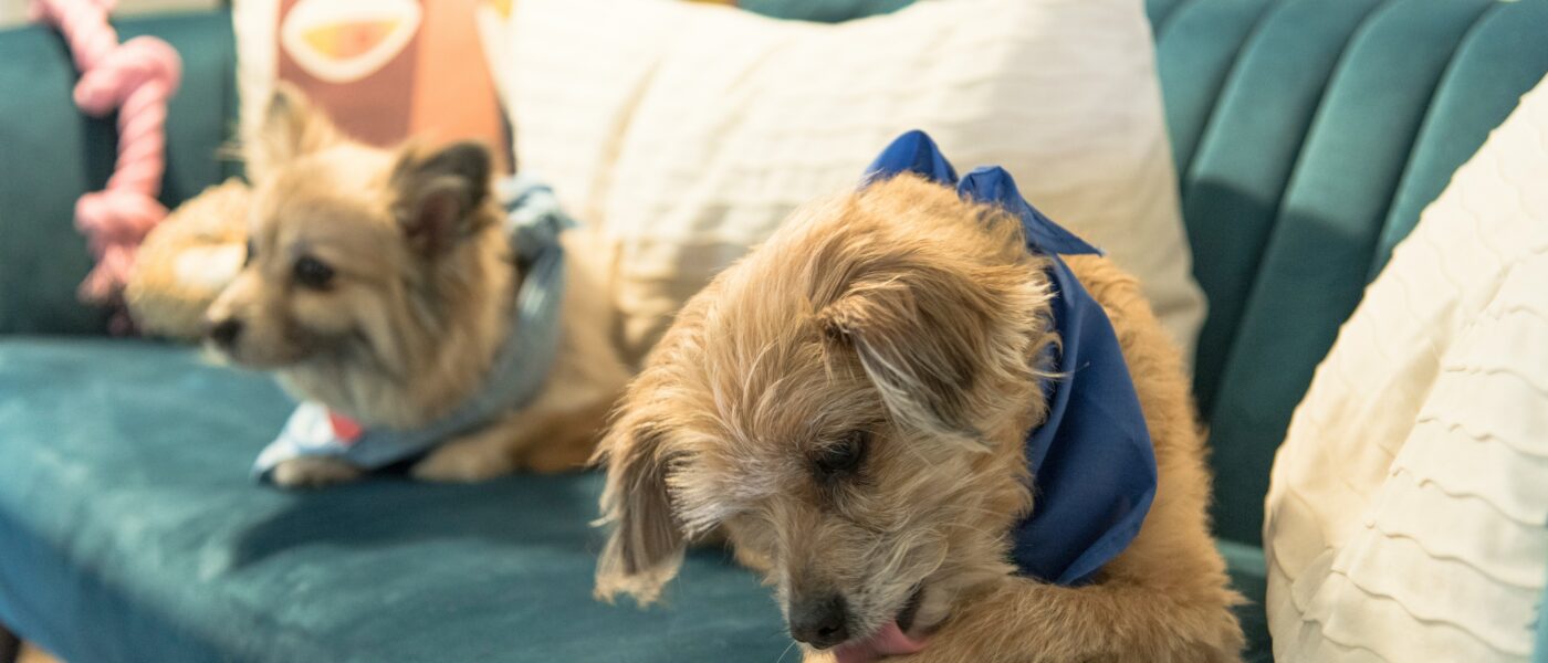 Constant Chewing? Why Dogs Lick Their Paws and When to Worry