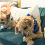 why dogs lick their paws