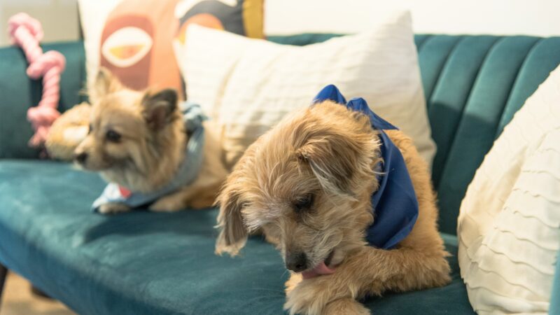 why dogs lick their paws