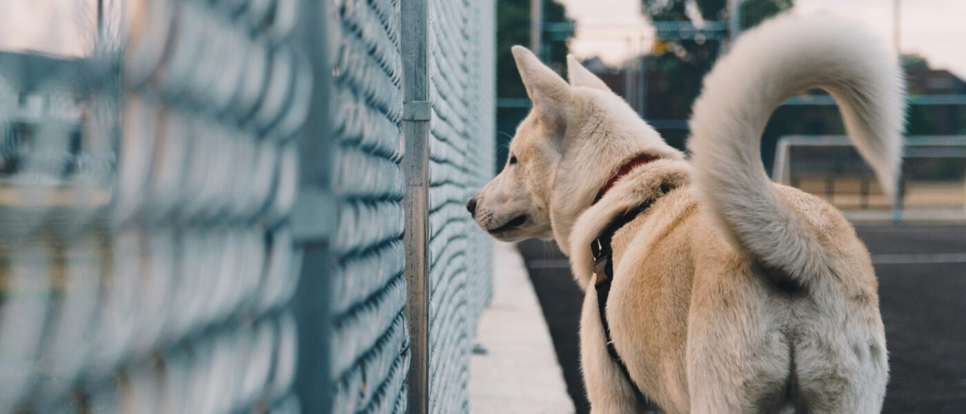 Canine Signals: Exactly Why Dogs Wag Tails (It’s Not Just Joy)