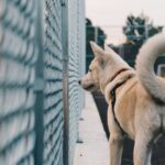 why dogs wag tails