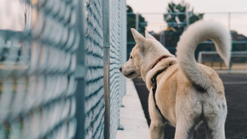 why dogs wag tails