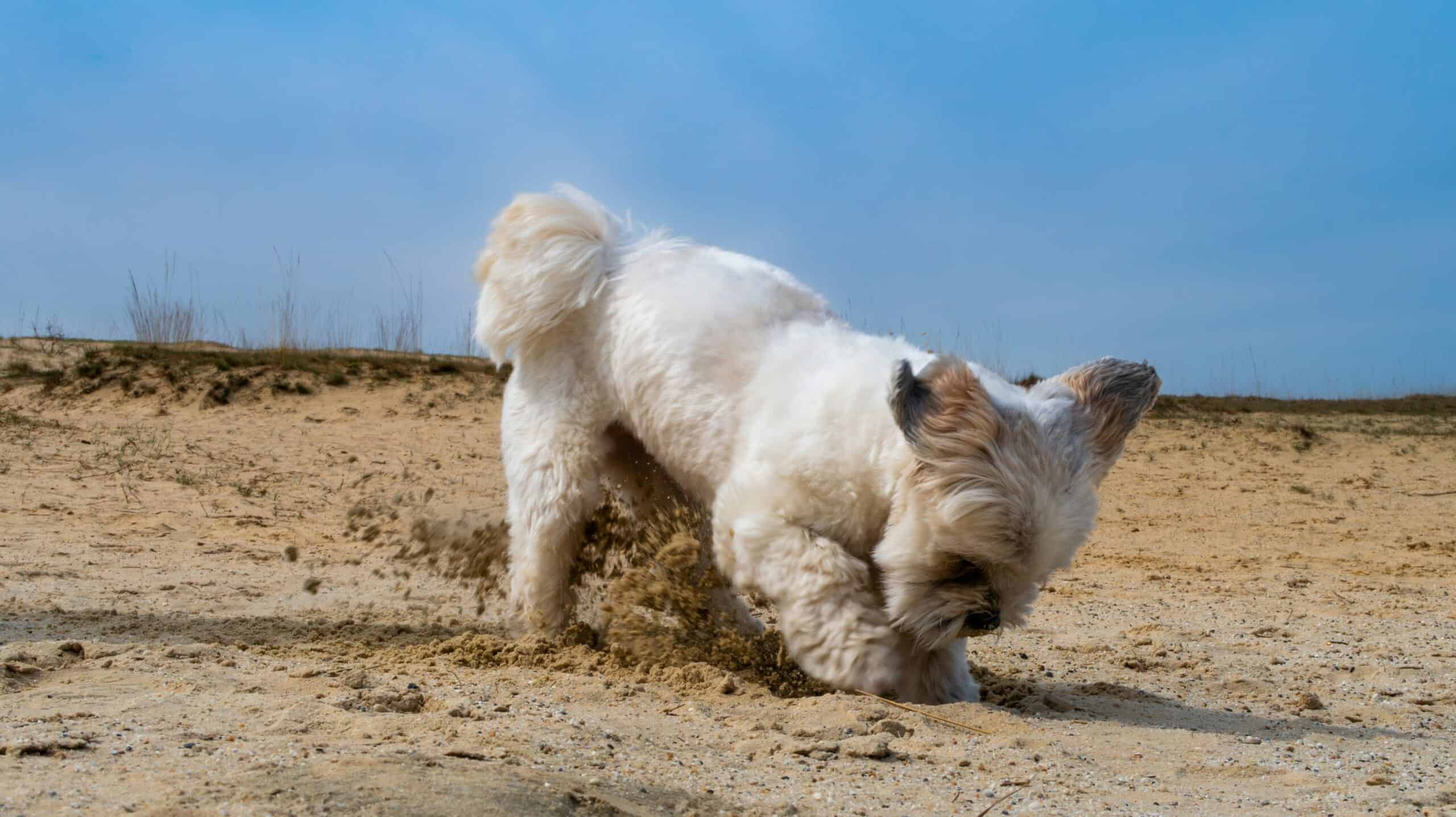 How to Stop a Dog From Digging in 2026: Causes and Kind Fixes
